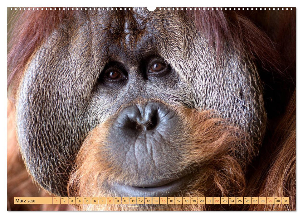 Tiere Schau mir in die Augen (CALVENDO Wandkalender 2026)