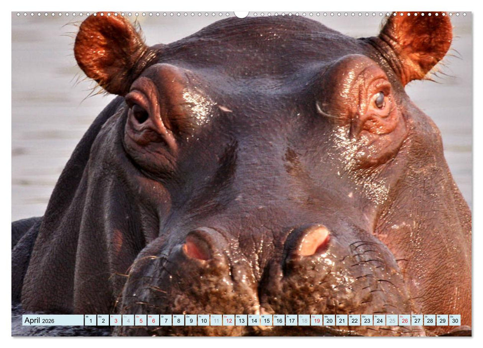 Tiere Schau mir in die Augen (CALVENDO Wandkalender 2026)