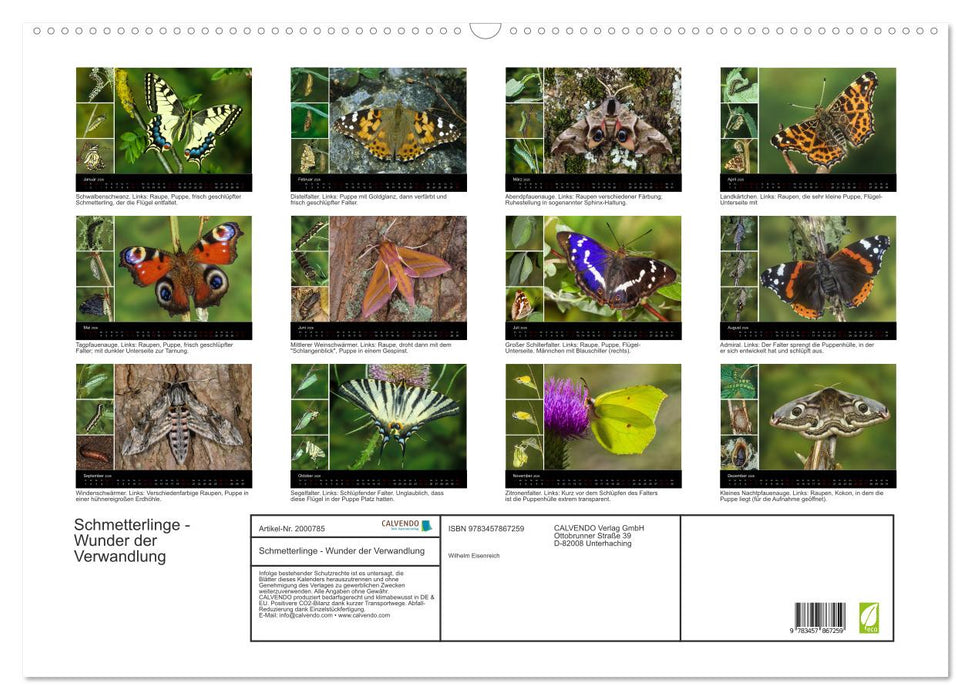 Schmetterlinge - Wunder der Verwandlung (CALVENDO Wandkalender 2026)