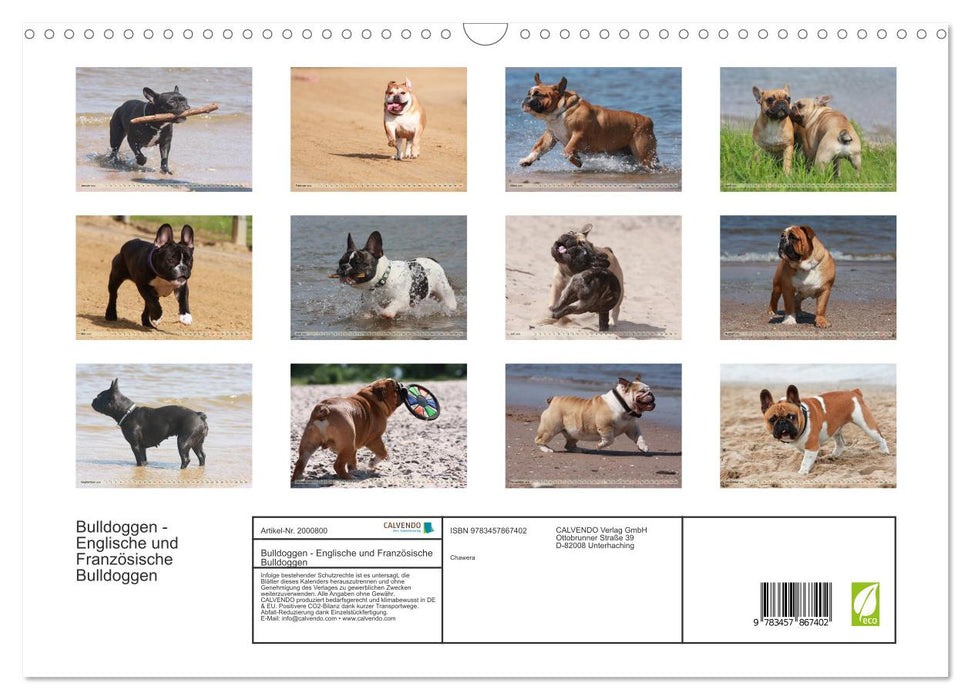 Bulldoggen - Englische und Französische Bulldoggen (CALVENDO Wandkalender 2026)