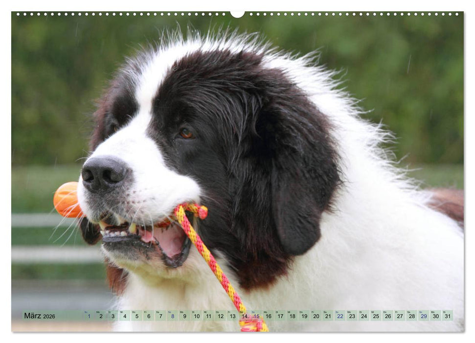 Landseer - Das Wasser ist ihr Element (CALVENDO Wandkalender 2026)