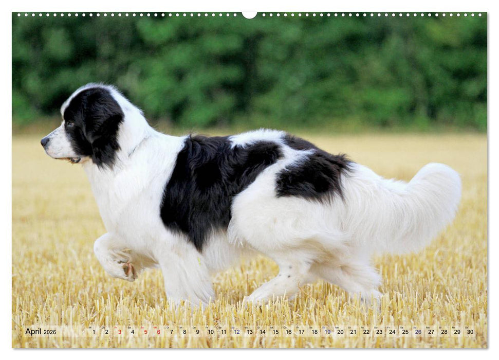 Landseer - Das Wasser ist ihr Element (CALVENDO Wandkalender 2026)