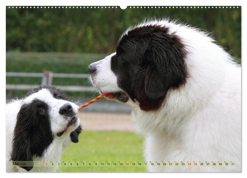 Landseer - Das Wasser ist ihr Element (CALVENDO Wandkalender 2026)