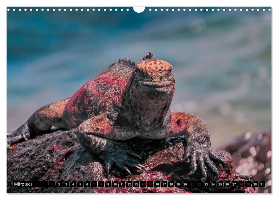 Naturparadies Galapagos - UNESCO Weltkulturerbe (CALVENDO Wandkalender 2026)