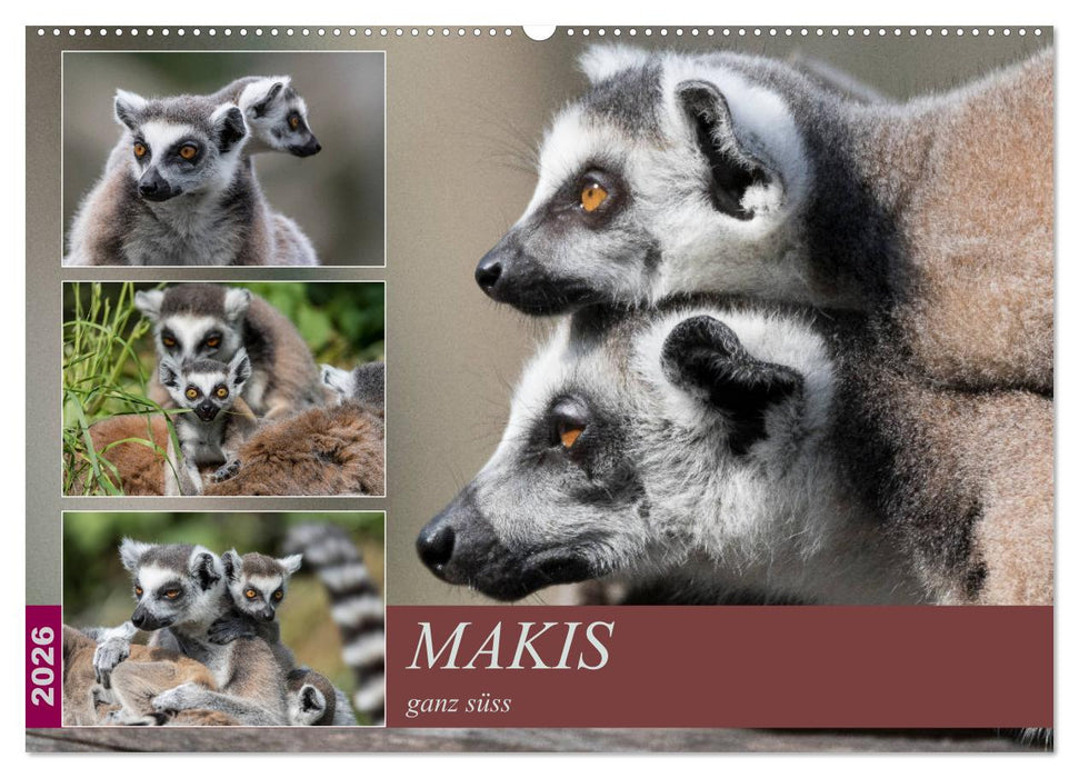 Makis ganz süss (CALVENDO Wandkalender 2026)