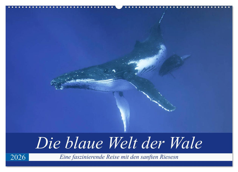 Die blaue Welt der Wale (CALVENDO Wandkalender 2026)