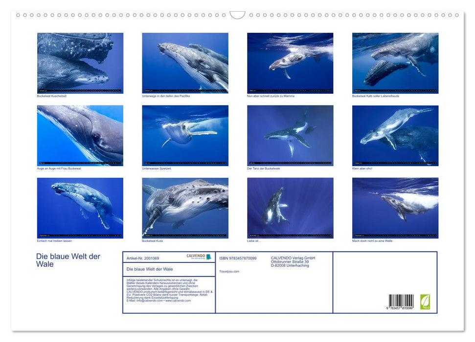 Die blaue Welt der Wale (CALVENDO Wandkalender 2026)