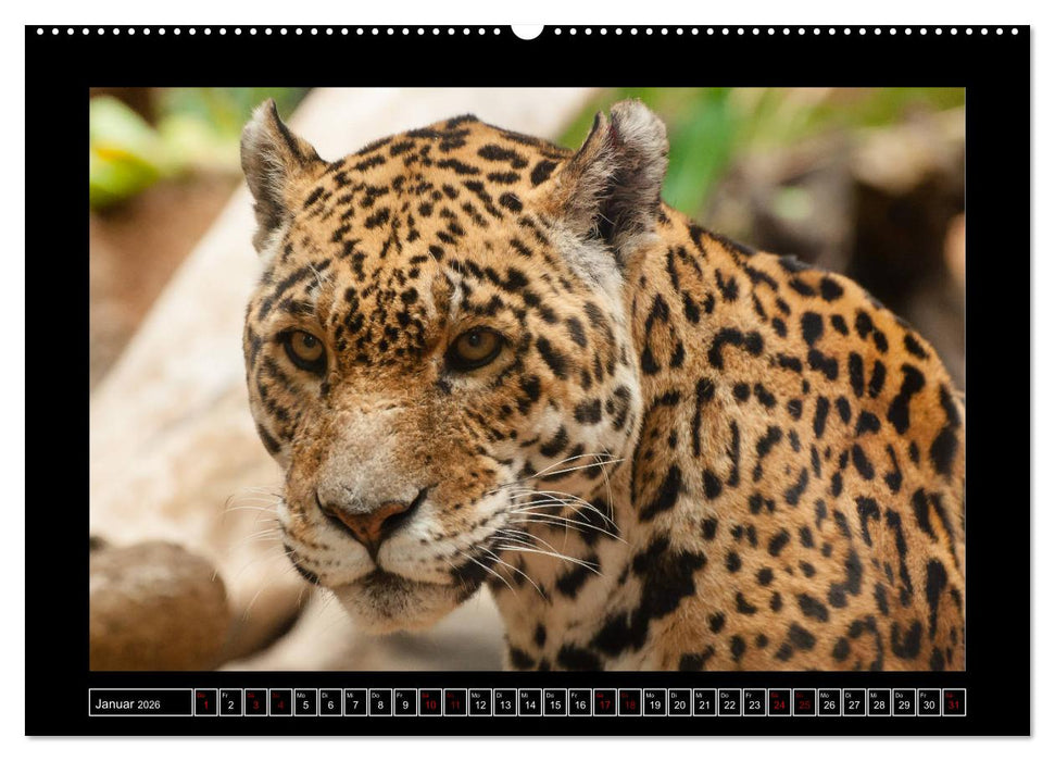 Tiger, Löwe und Co. (CALVENDO Wandkalender 2026)