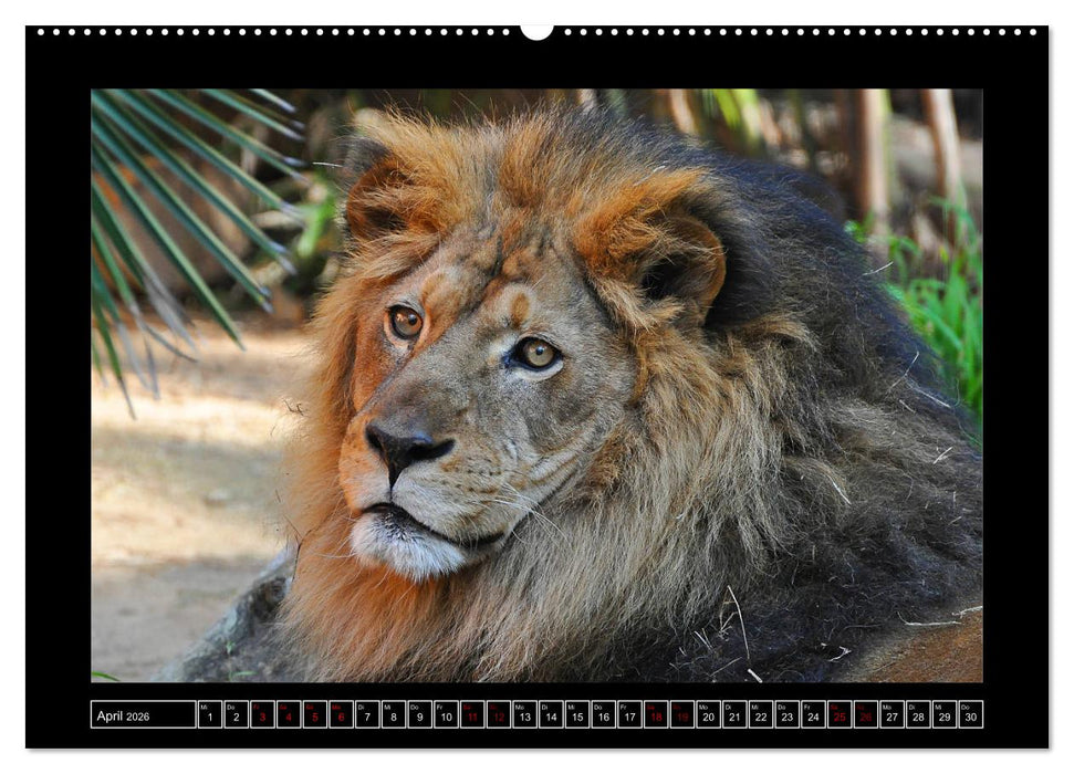 Tiger, Löwe und Co. (CALVENDO Wandkalender 2026)