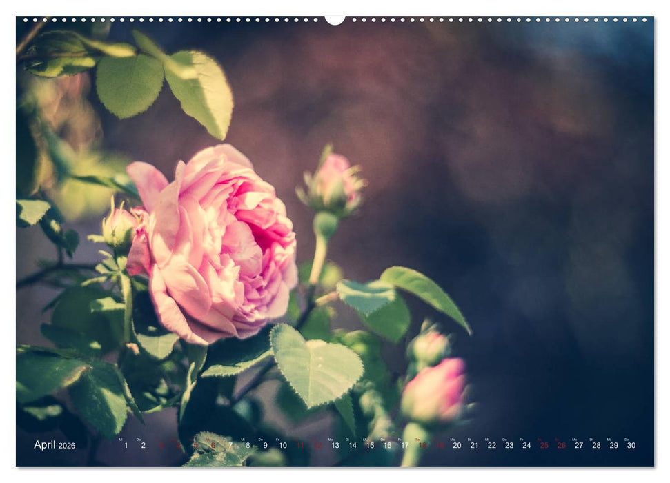 Die Welt der Alten Rosen (CALVENDO Wandkalender 2026)