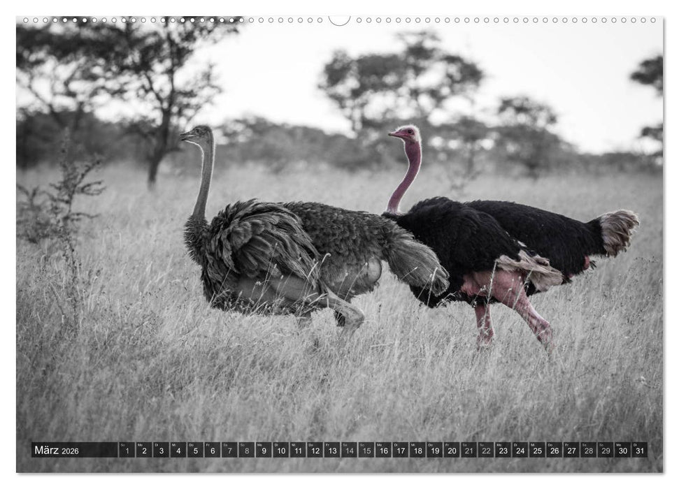 spotlight tansania (CALVENDO Wandkalender 2026)