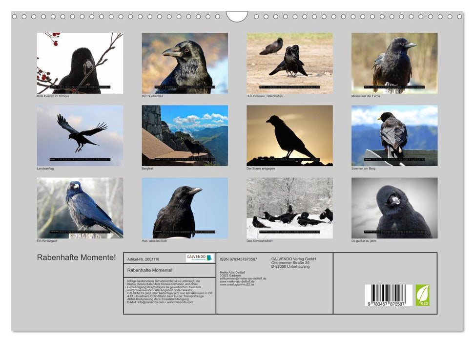 Rabenhafte Momente! (CALVENDO Wandkalender 2026)