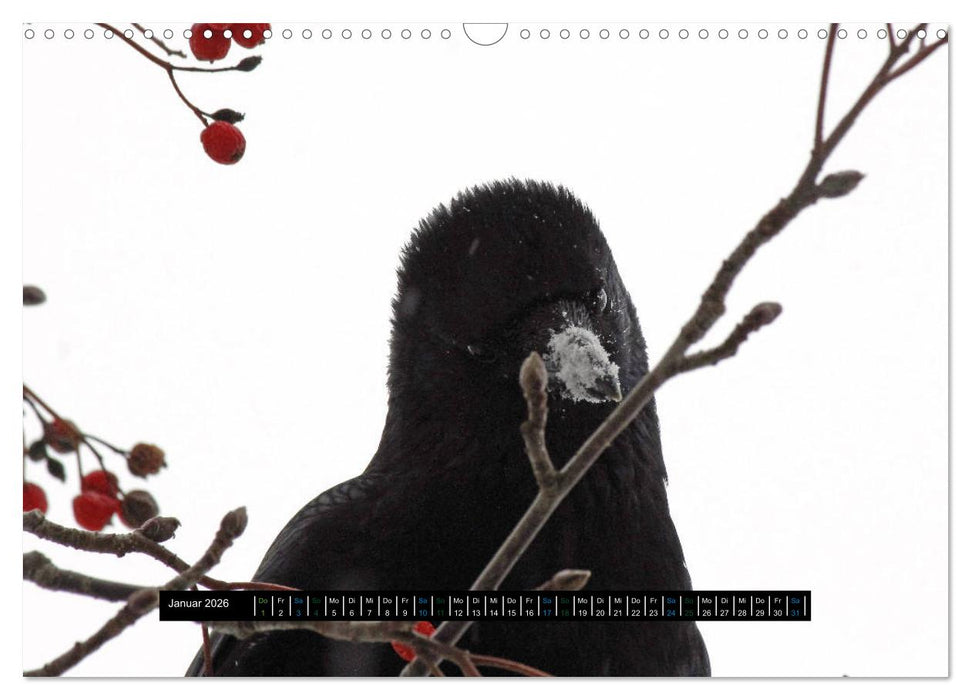Rabenhafte Momente! (CALVENDO Wandkalender 2026)