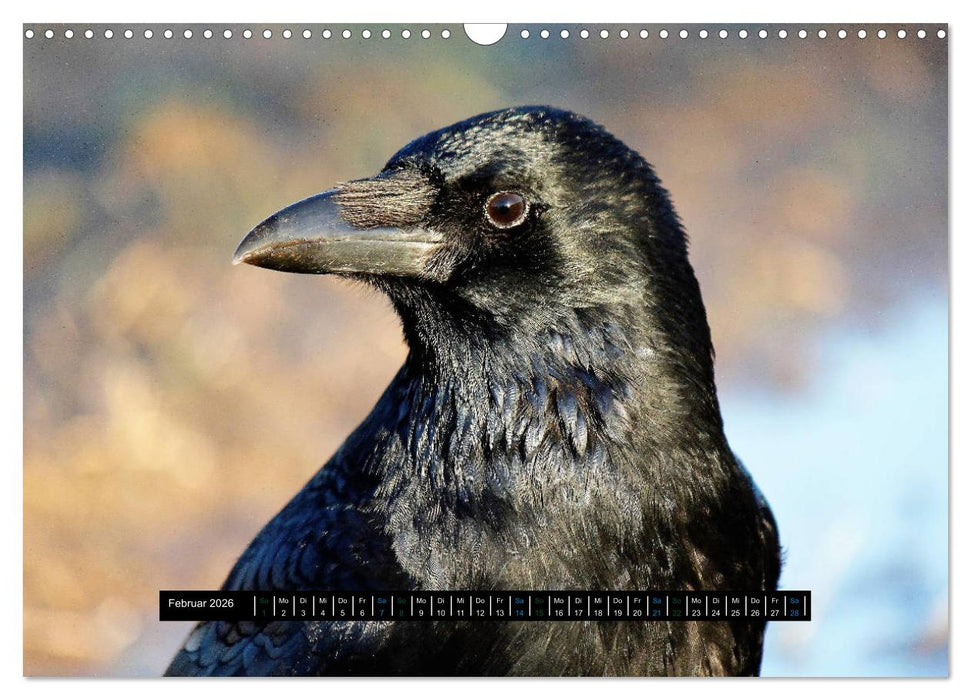 Rabenhafte Momente! (CALVENDO Wandkalender 2026)