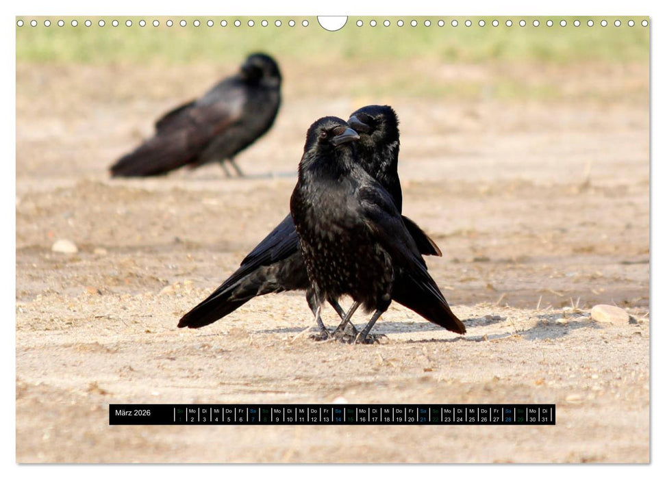 Rabenhafte Momente! (CALVENDO Wandkalender 2026)