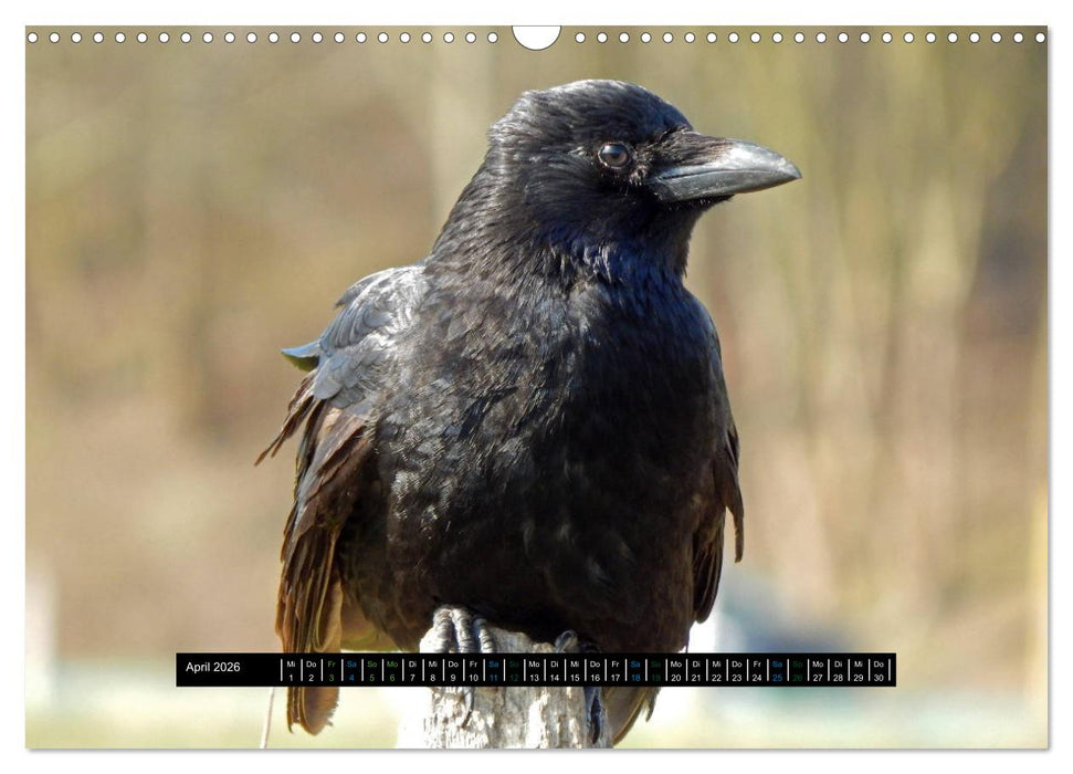 Rabenhafte Momente! (CALVENDO Wandkalender 2026)