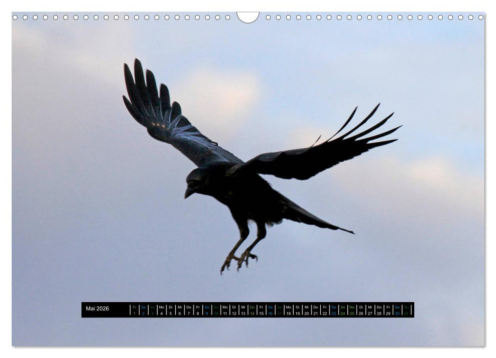 Rabenhafte Momente! (CALVENDO Wandkalender 2026)