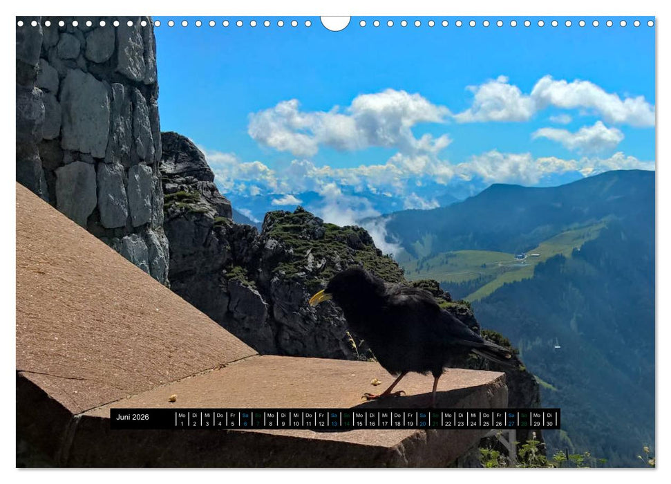 Rabenhafte Momente! (CALVENDO Wandkalender 2026)