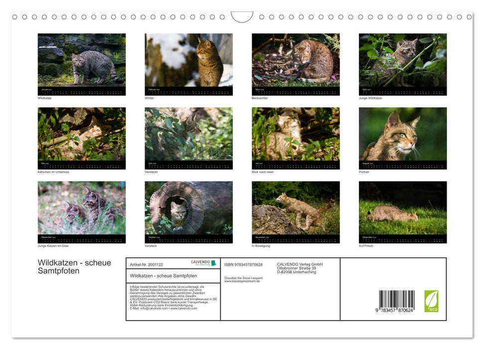 Wildkatzen - scheue Samtpfoten (CALVENDO Wandkalender 2026)