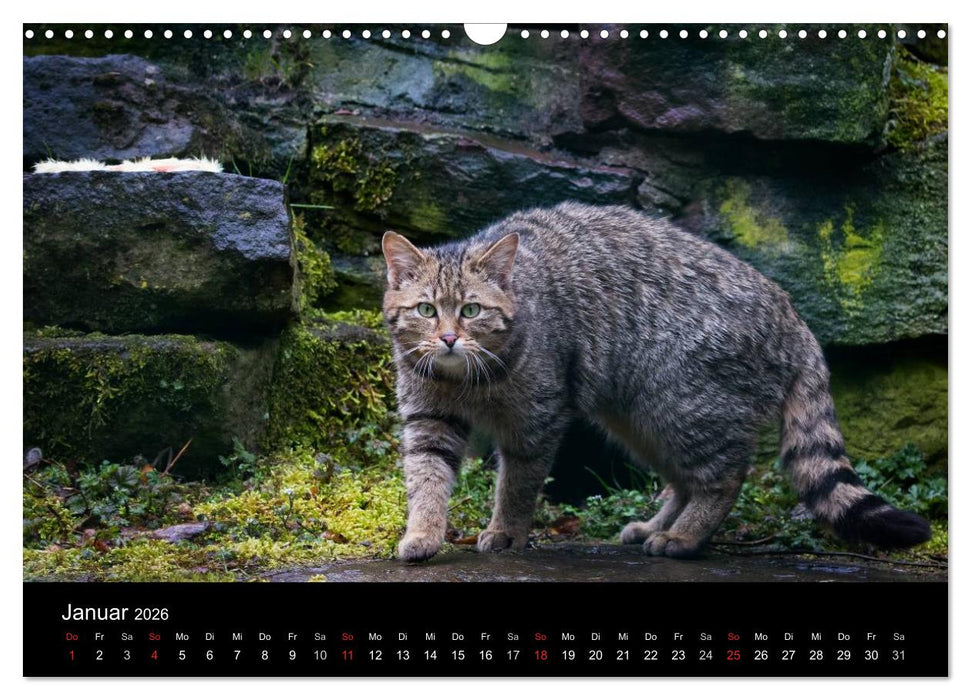 Wildkatzen - scheue Samtpfoten (CALVENDO Wandkalender 2026)