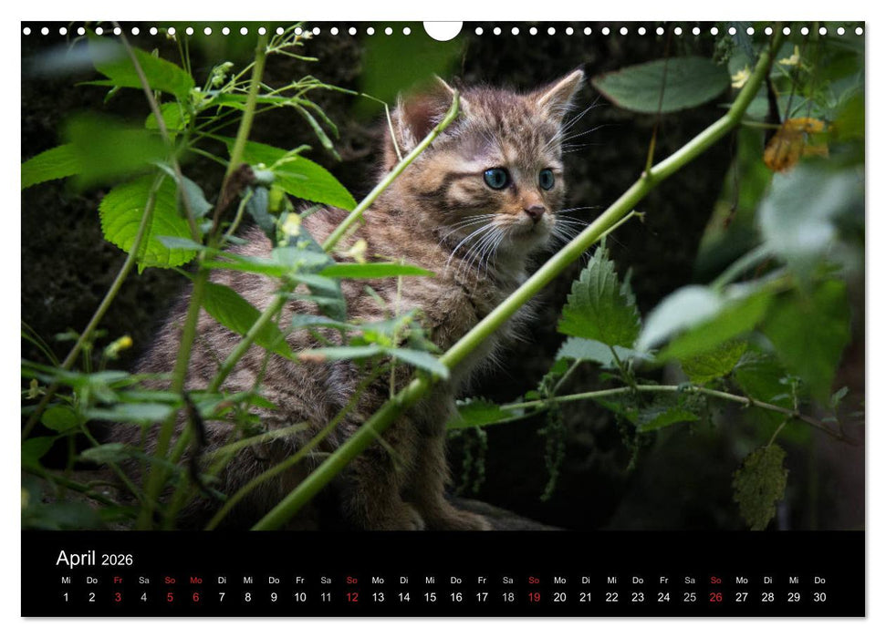 Wildkatzen - scheue Samtpfoten (CALVENDO Wandkalender 2026)