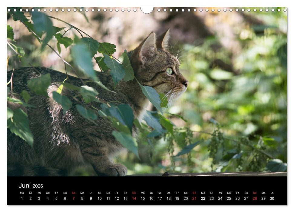 Wildkatzen - scheue Samtpfoten (CALVENDO Wandkalender 2026)