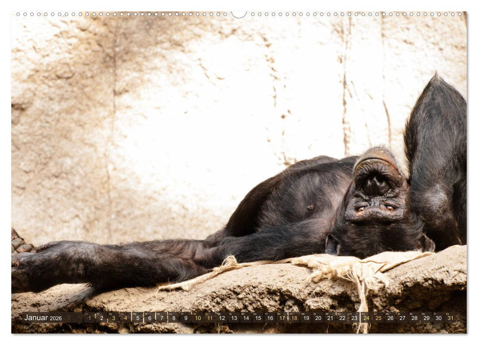 Wilde Tiere - Die schönsten Portraits (CALVENDO Wandkalender 2026)