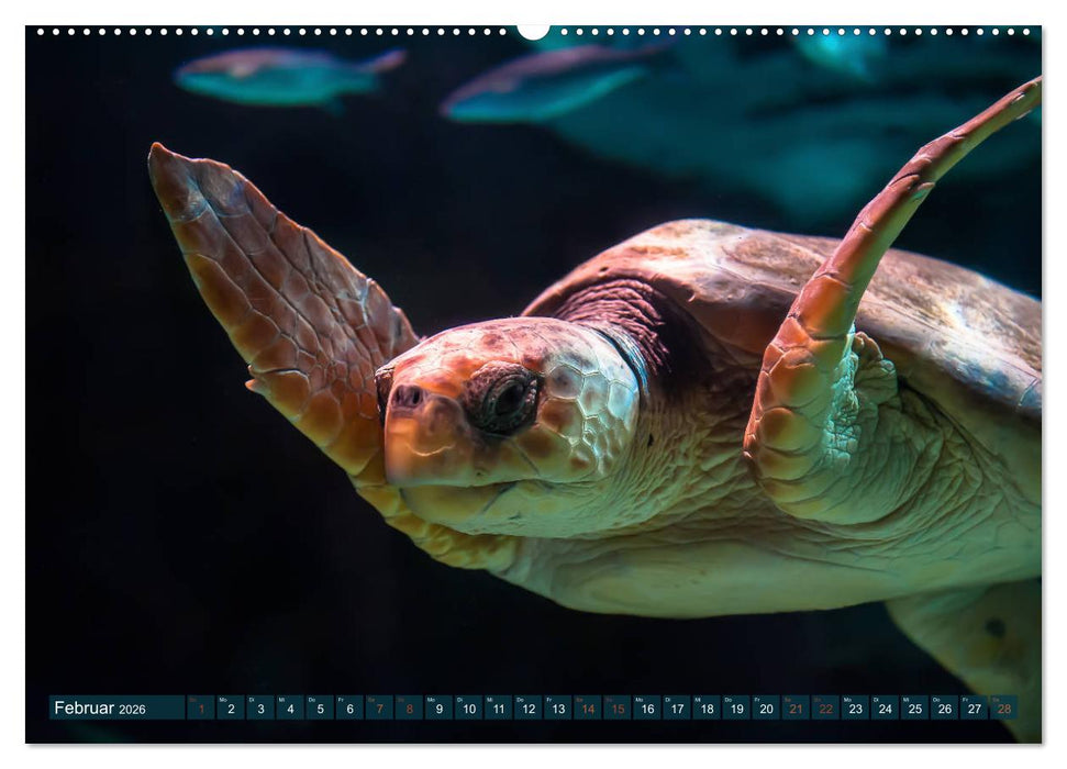 Wilde Tiere - Die schönsten Portraits (CALVENDO Wandkalender 2026)