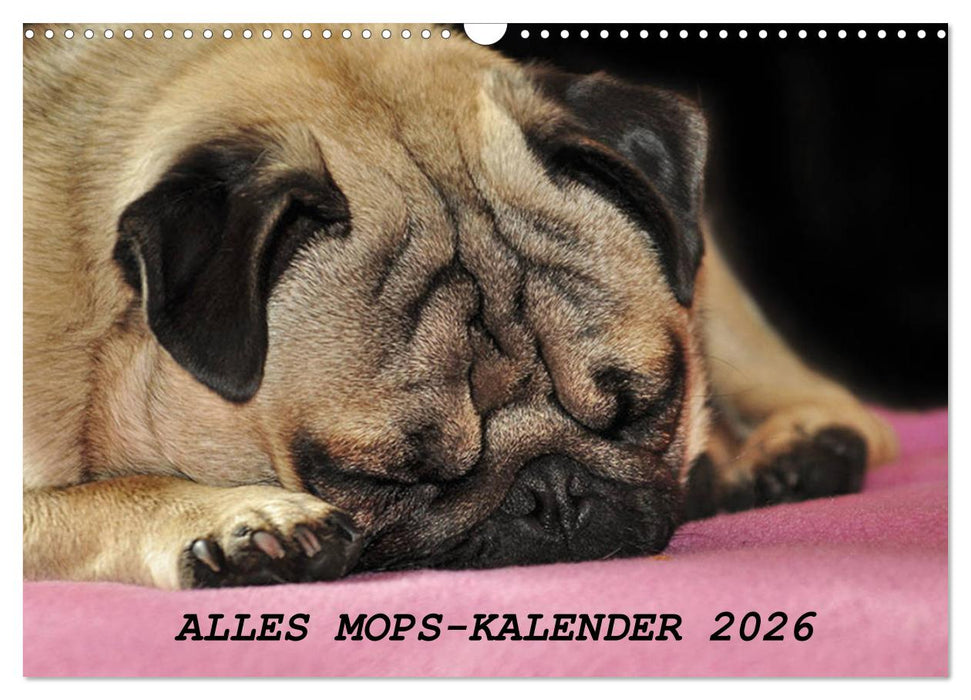 Alles Mops-Kalender 2026 (CALVENDO Wandkalender 2026)