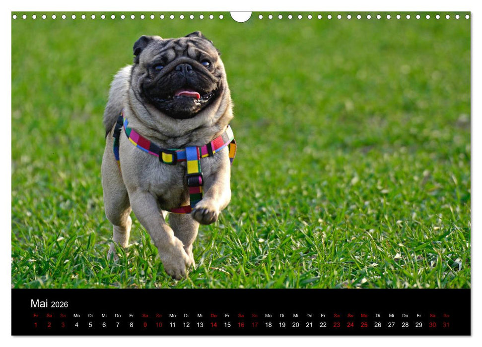 Alles Mops-Kalender 2026 (CALVENDO Wandkalender 2026)