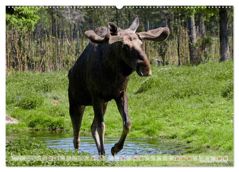 Faszination Südschweden 2026 (CALVENDO Wandkalender 2026)
