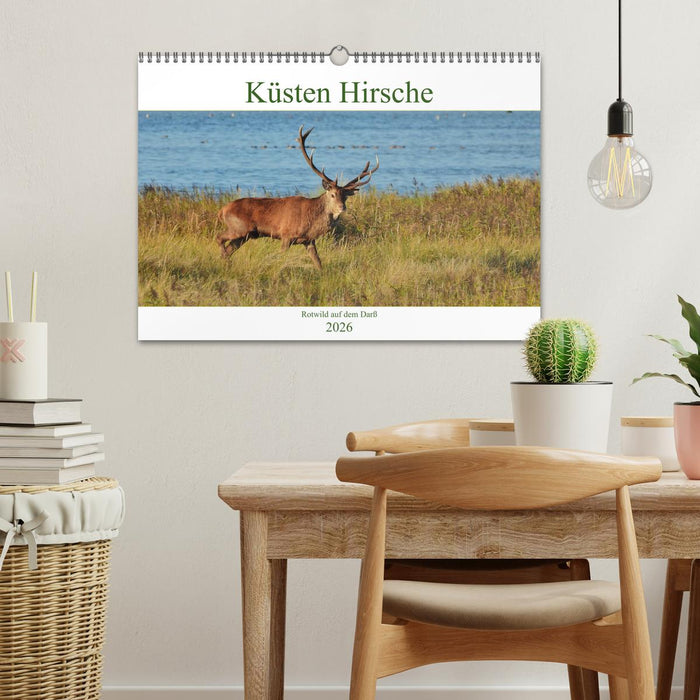 Küsten Hirsche - Rotwild auf dem Darß (CALVENDO Wandkalender 2026)