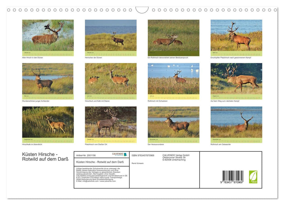 Küsten Hirsche - Rotwild auf dem Darß (CALVENDO Wandkalender 2026)