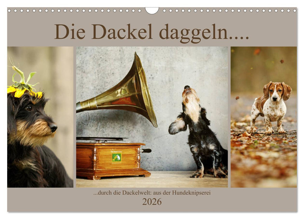 Die Dackel daggeln.... (CALVENDO Wandkalender 2026)