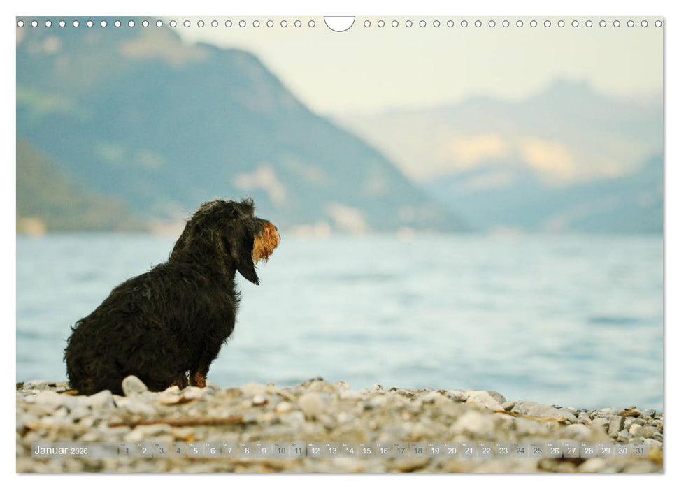 Die Dackel daggeln.... (CALVENDO Wandkalender 2026)