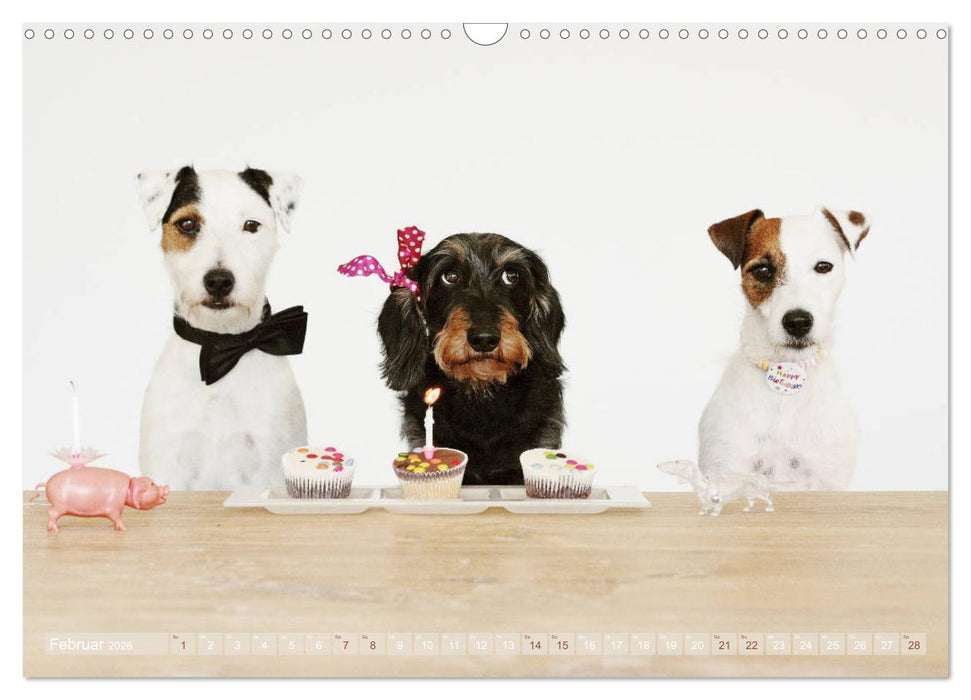 Die Dackel daggeln.... (CALVENDO Wandkalender 2026)