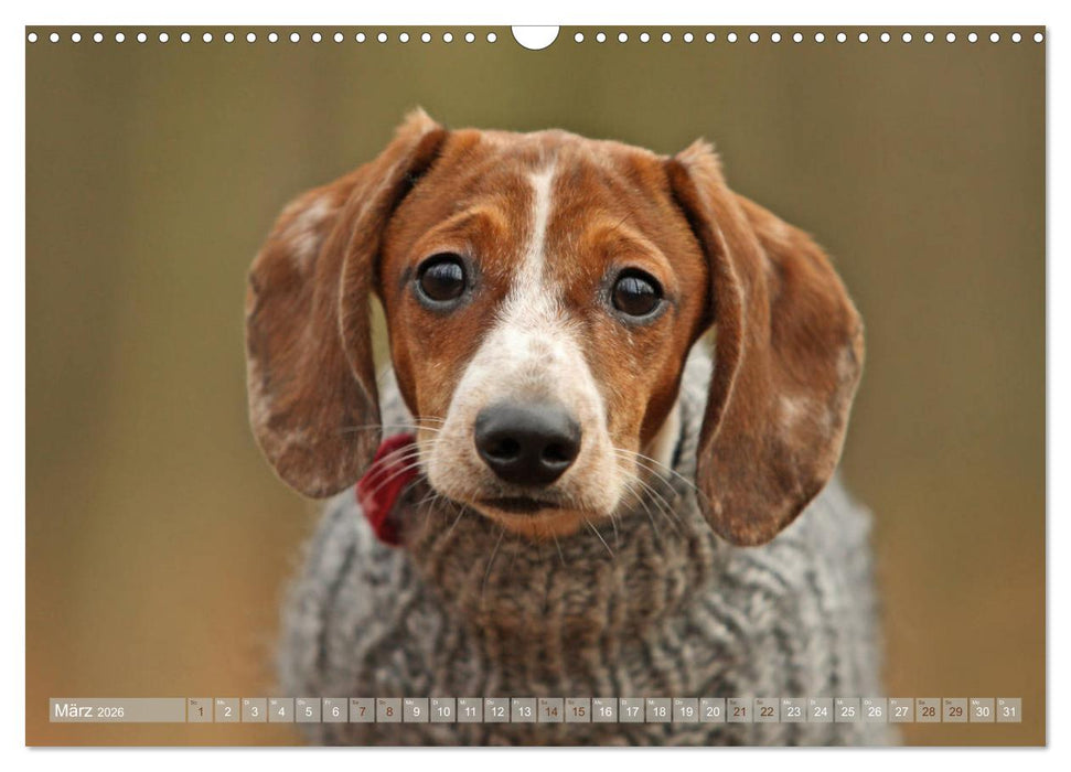 Die Dackel daggeln.... (CALVENDO Wandkalender 2026)