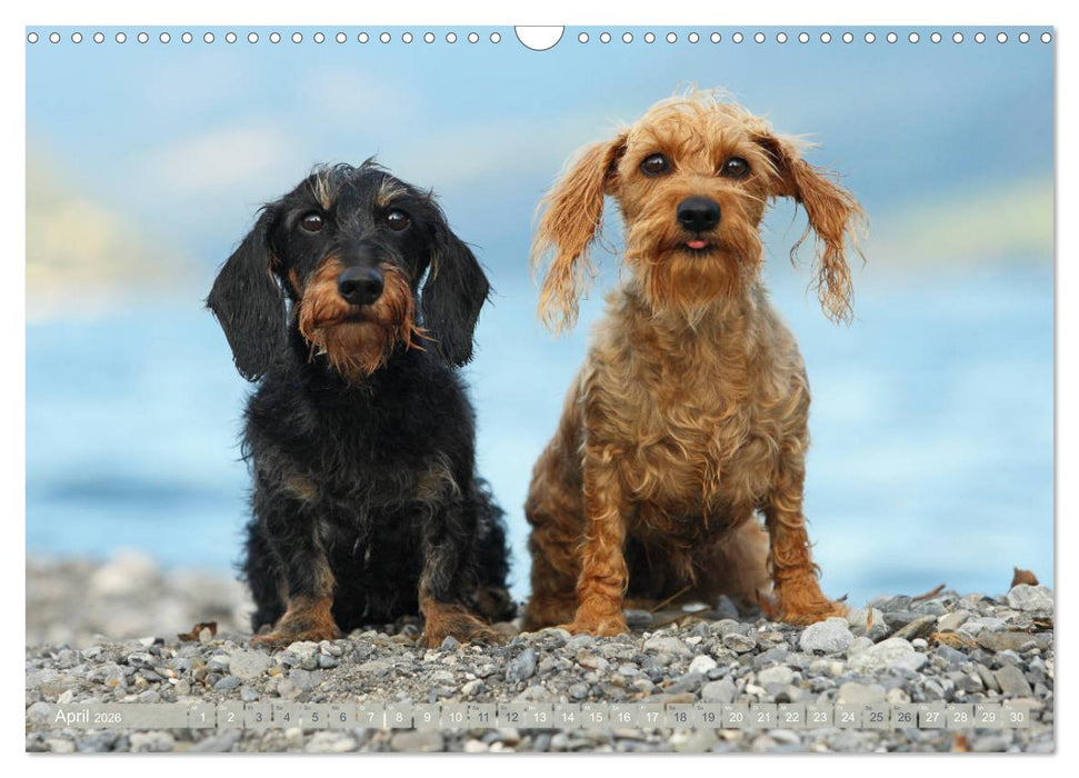 Die Dackel daggeln.... (CALVENDO Wandkalender 2026)