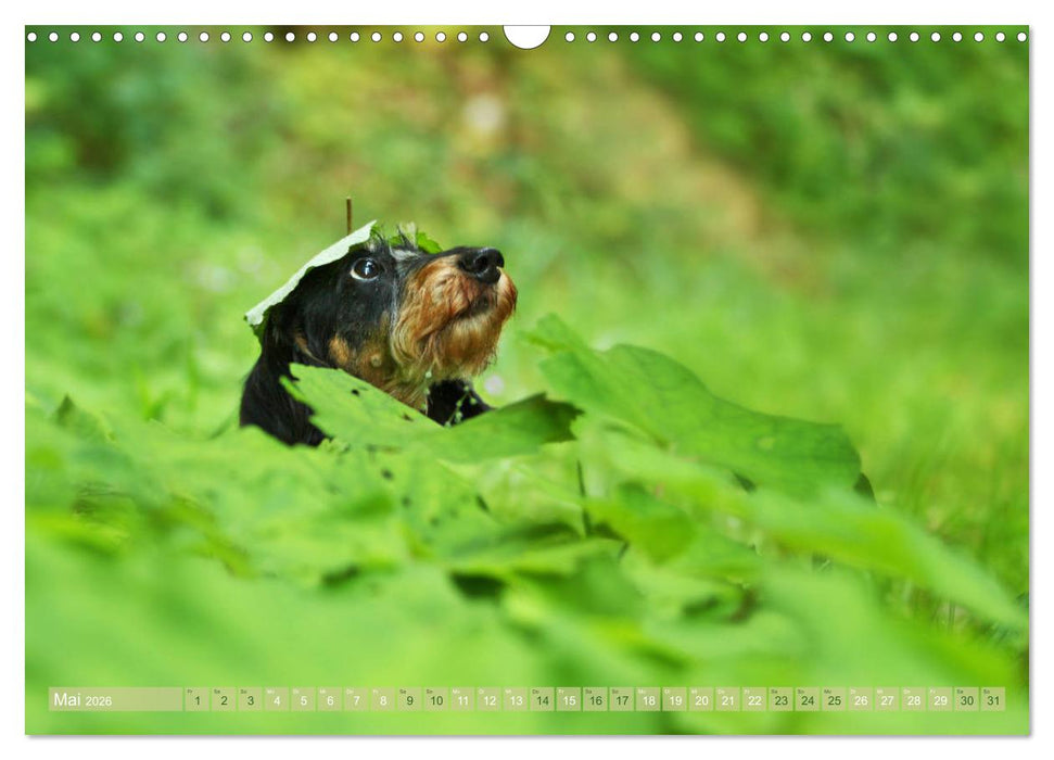 Die Dackel daggeln.... (CALVENDO Wandkalender 2026)