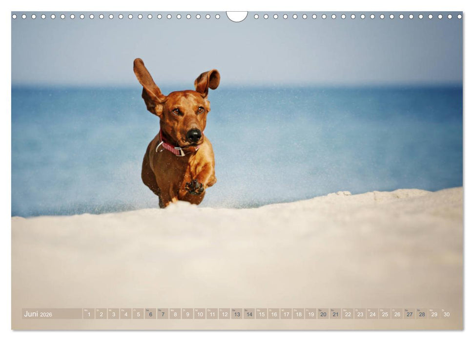 Die Dackel daggeln.... (CALVENDO Wandkalender 2026)
