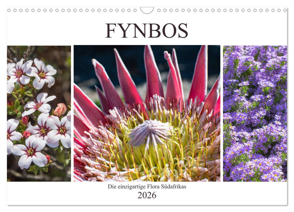 Fynbos - Die einzigartige Flora Südafrikas (CALVENDO Wandkalender 2026)