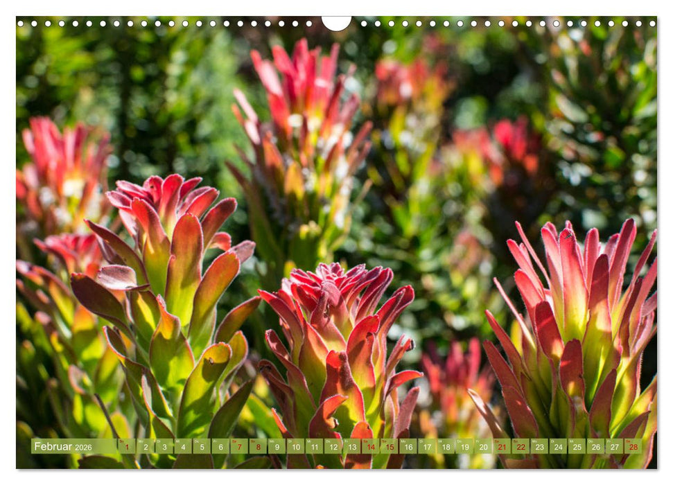 Fynbos - Die einzigartige Flora Südafrikas (CALVENDO Wandkalender 2026)