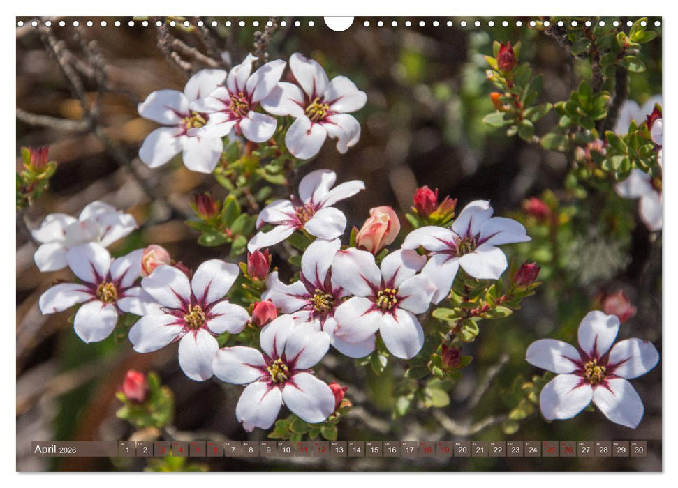 Fynbos - Die einzigartige Flora Südafrikas (CALVENDO Wandkalender 2026)