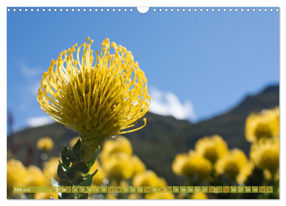 Fynbos - Die einzigartige Flora Südafrikas (CALVENDO Wandkalender 2026)