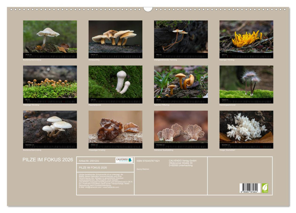 PILZE IM FOKUS 2026 (CALVENDO Wandkalender 2026)