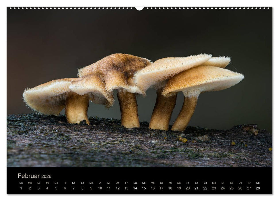 PILZE IM FOKUS 2026 (CALVENDO Wandkalender 2026)