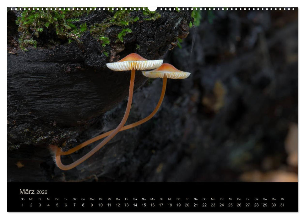 PILZE IM FOKUS 2026 (CALVENDO Wandkalender 2026)