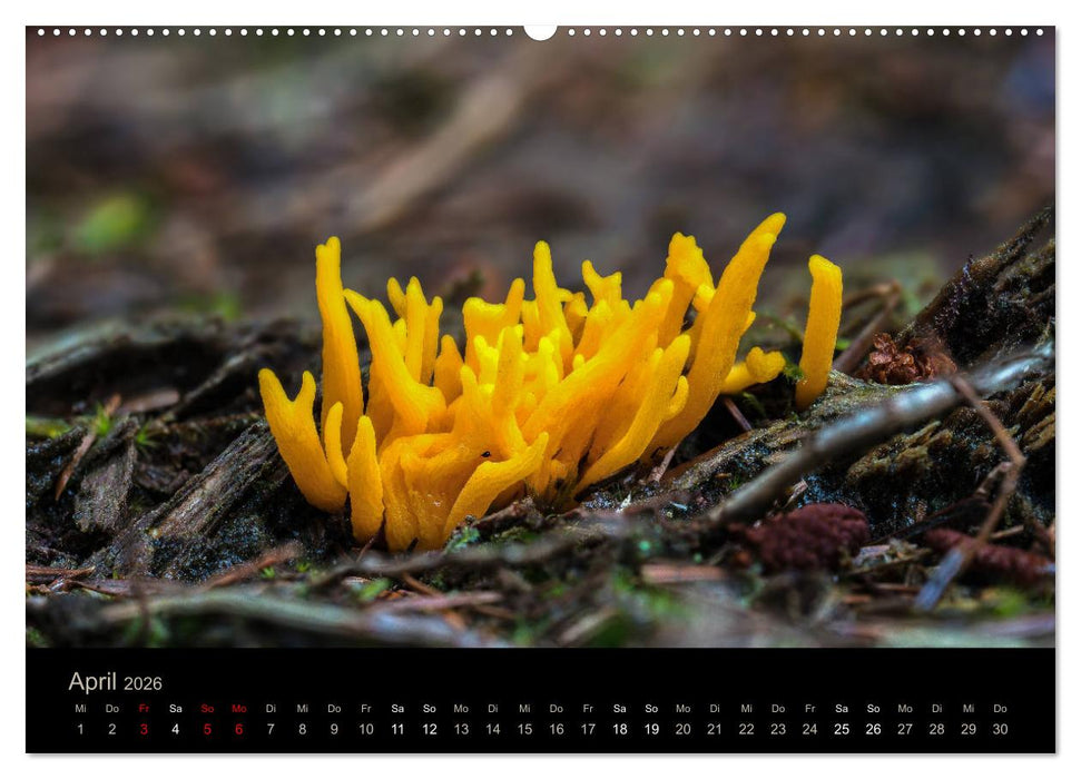 PILZE IM FOKUS 2026 (CALVENDO Wandkalender 2026)