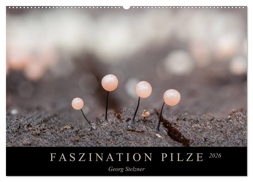 FASZINATION PILZE 2026 (CALVENDO Wandkalender 2026)
