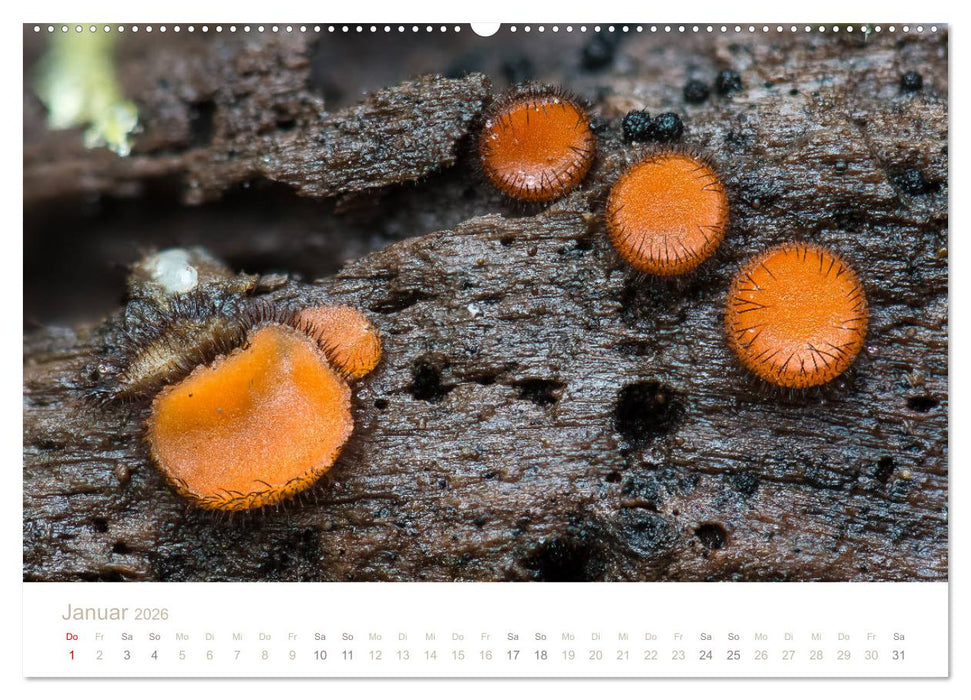 FASZINATION PILZE 2026 (CALVENDO Wandkalender 2026)